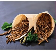 Mealworms (tenebrio militor (150g Pack))