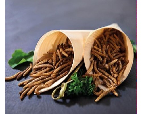 Mealworms (tenebrio militor (150g Pack))